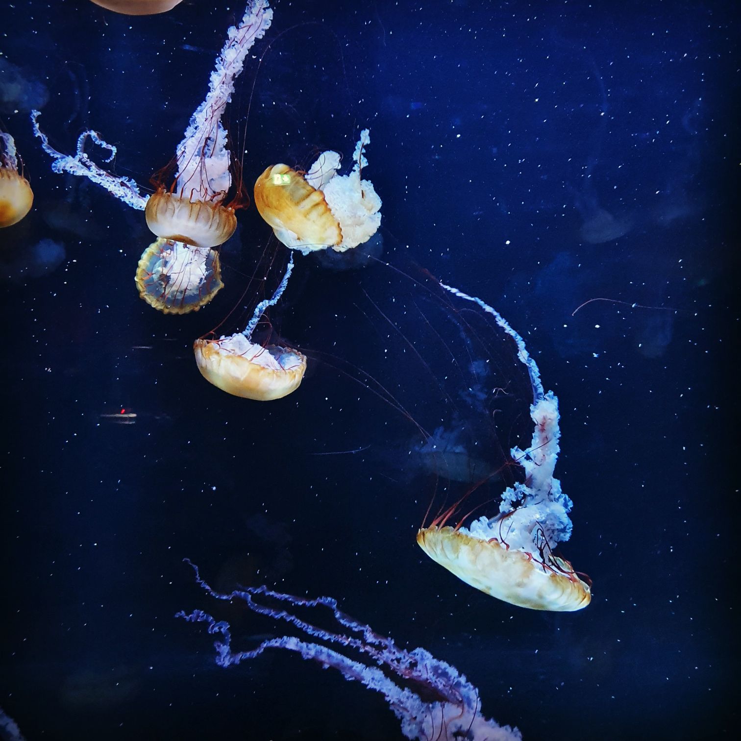 Meduses